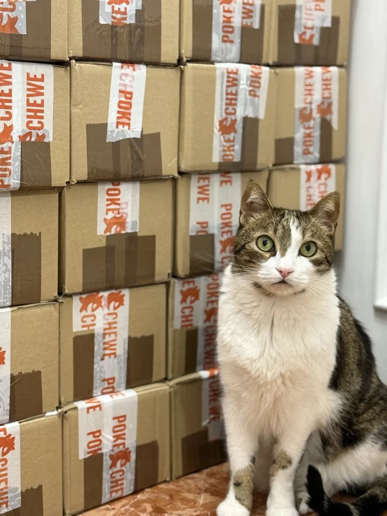 pedidos pokechewe y gato olivas