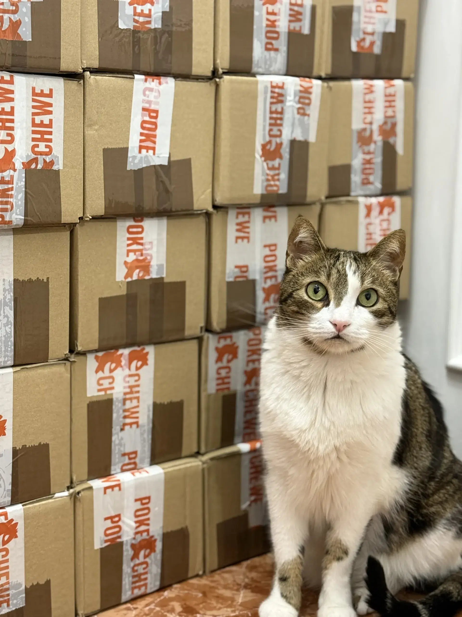 pedidos pokechewe y gato olivas